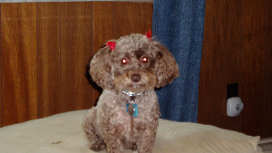 Lost Pet: Lezette