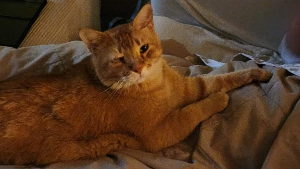 Lost Pet: Cheeto