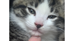 Lost Pet: Ponce de Leon