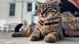 Lost Pet: Copper Tone