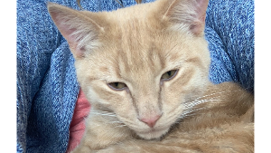Lost Pet: Leon