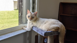 Lost Pet: Dilly