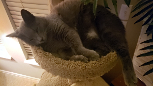 Lost Pet: Louie