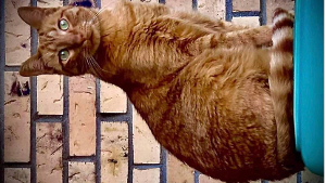 Lost Pet: Kittle