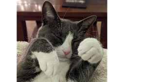 Lost Pet: Luna