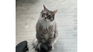 Lost Pet: Charlie