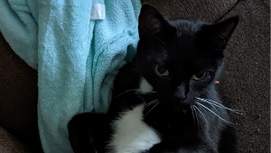 Lost Pet: Jacobi