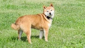 Lost Pet: Suzuki