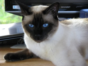 Summer's Sweet Sophia - Have you seen me? - PetLink