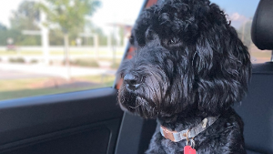 Lost Pet: Asher Noir