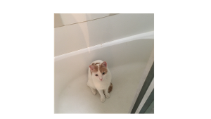 Lost Pet: Markiz