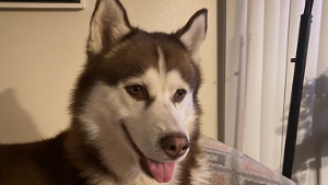 Lost Pet: Guinness