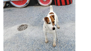 Lost Pet: Cleveland