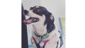 Lost Pet: Lizzy