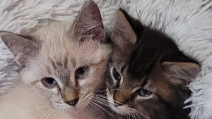 Lost Pet: Lagertha