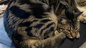 Lost Pet: Bowser