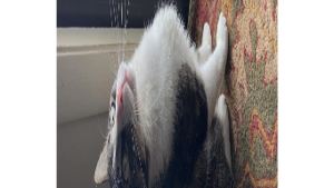 Lost Pet: Penelope