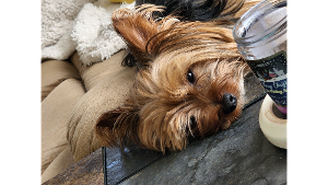 Lost Pet: Tito