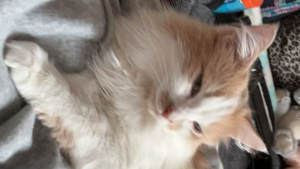 Lost Pet: Kaleb