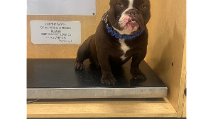 Lost Pet: Gunna