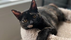 Lost Pet: Rosie