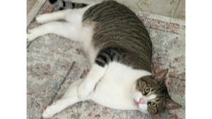 Lost Pet: Sochi