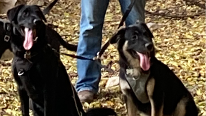 Lost Pet: Pepper