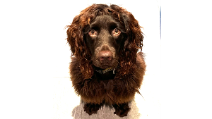 Lost Pet: Waylon