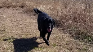 Lost Pet: Memphis