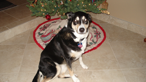 Lost Pet: Cookie