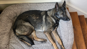 Lost Pet: Vituzi Vom Germelhaus