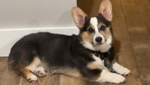 Lost Pet: Augustus Winston