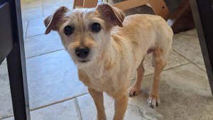 Lost Pet: Macy