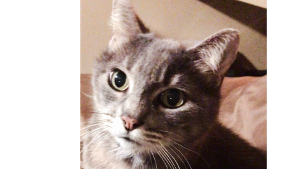 Lost Pet: Mila Glattli