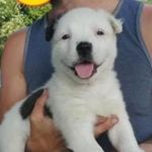 Lost Pet: Athena / Dora