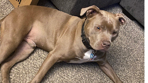 Lost Pet: BJ