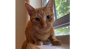 Lost Pet: Conan Cheezit Handziuk