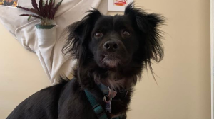 Lost Pet: Finn Nguyen