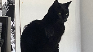 Lost Pet: Smokey Boo