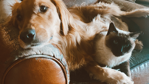 Lost Pet: Boots
