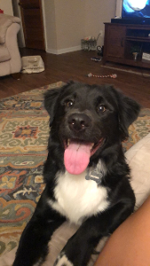 Lost Pet: Memphis