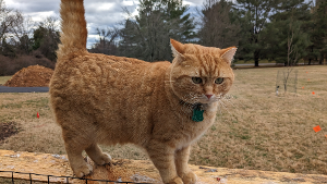 Lost Pet: McChonky