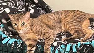 Lost Pet: Luna