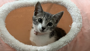 Lost Pet: Eris
