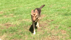 Lost Pet: Flame
