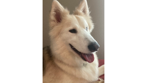 Lost Pet: Ace