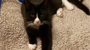 Lost Pet: Domino