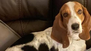 Lost Pet: Beau