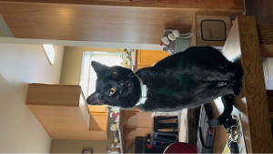Lost Pet: Guinness