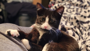 Lost Pet: Mitten